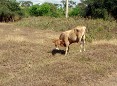 State of drought emergency not declared