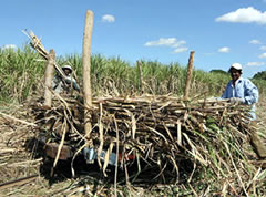 Sugar industry to rake in $200 million