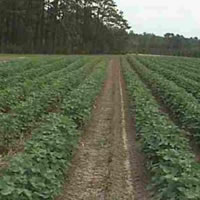 Program to help rural areas