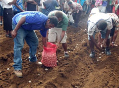 Attempts now being made to reduce potato imports