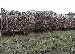 Drought reduces cane production