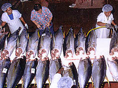 Southwick calls for help to save tuna industry