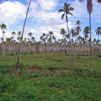 Copra Millers in Savusavu now on the ground