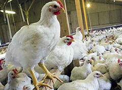 Hopes high for support of local poultry industry