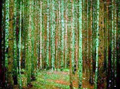 Fiji Pine mismanagement leads to $12m drop in valuation 