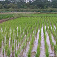 Drainage problems a concern in Savusavu