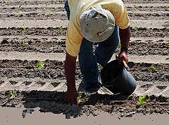 Fiji back on US seasonal worker scheme