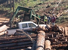 Bua bauxite mine operations dependent on removal of pine logs