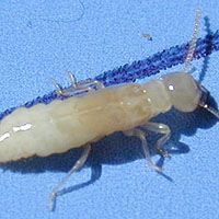 Inmates briefed on termite infestation