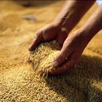 Steps Taken to Introduce Wheat Farming