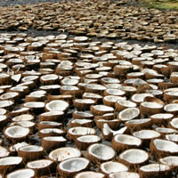 Coconut Industry needs to be recognized