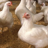 PM welcomes new chicken farm