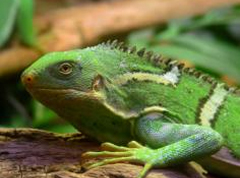 Fight on to contain iguana migration