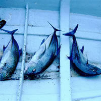 Competency deadline for fishing industry