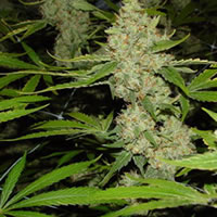 36yr old found with dried leaves
