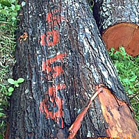 Mahogany industry progressing well-Clarke