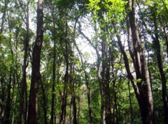 Forestry Ministry looks into illegal logging complaint in Bua