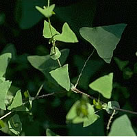 Stakeholders Finalise Mile-a-minute Report