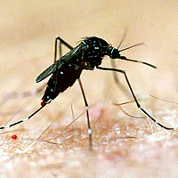 Positive Signs in Mosquito Spraying Campaign