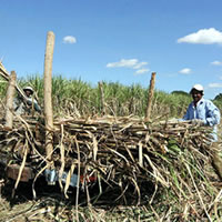 Diversify other products Olosara farmers told