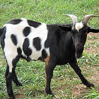 Special goat curry in Christmas