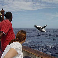 Whale watching may be another tourist attraction