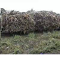 Cane Crushing Down Significantly