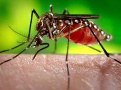Dengue spraying to continue in hot-spot areas