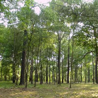 Pine landowners thank govt for cleanup