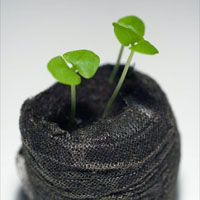 5,000 seedlings to be handed out