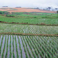 Farmers urged grow more rice