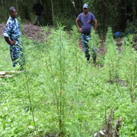 Over 1,000 marijuana plants uprooted