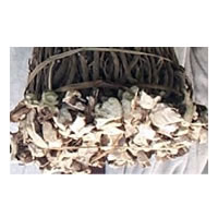 Methodists Asked to Stop Abuse of Kava