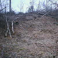 Workshop to discuss protection of forests