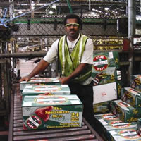 Fosters Group records decline in profit