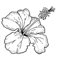 Miss FMF crowned Miss Hibiscus 