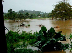 Navua and Waimanu rivers burst their banks