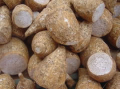 Dalo prices expected to increase