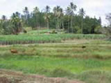 Around 4000 farmers feel dry spell brunt