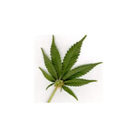 Almost 11 tonnes of marijuana confiscated