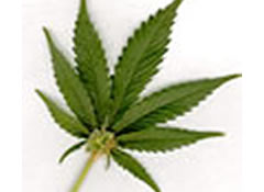 Police/Military raids seize over $70m in marijuana