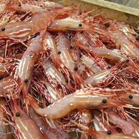 $30M worth of shrimps imported